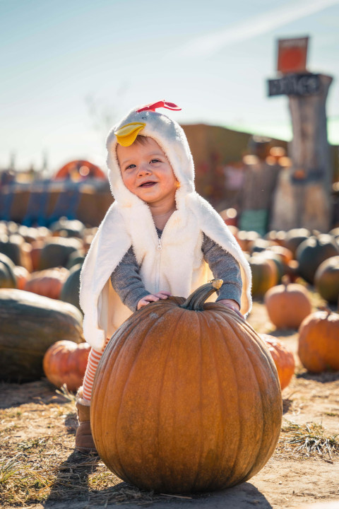 pumpkin patch
